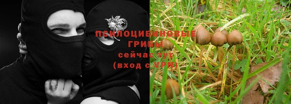 крисы Абаза