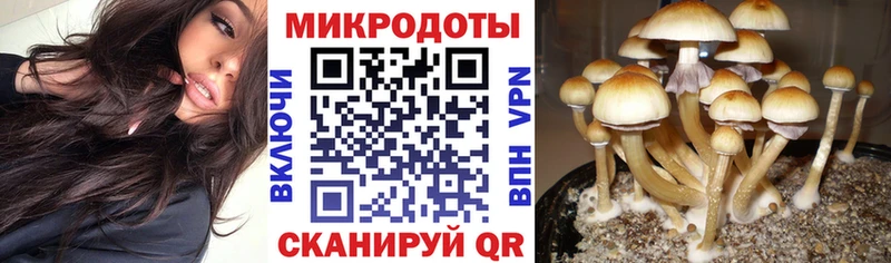 OMG маркетплейс  Куртамыш  Псилоцибиновые грибы прущие грибы 